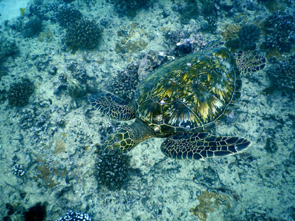 DiveHawaii Dec19 170.jpg