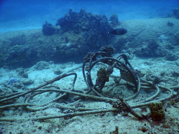 DiveHawaii Dec19 216.jpg