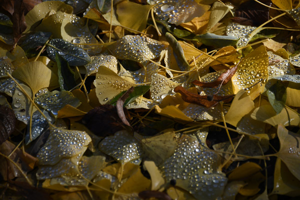 Autumn leaves covered with dew in the sunlight, Jardines de la Taconera, Pamplona
