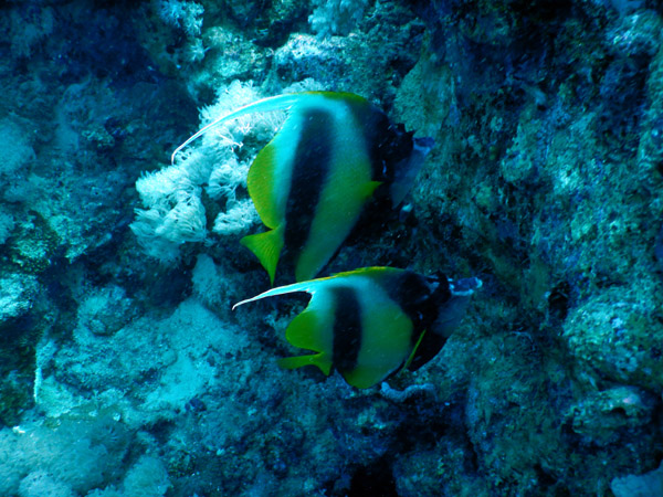 DiveJeddah Jan20 070.jpg
