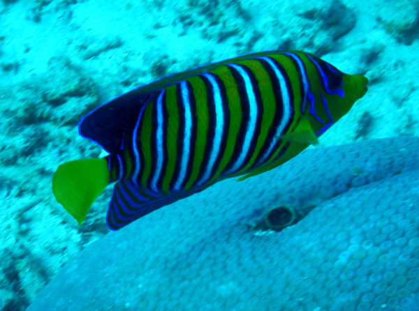 DiveJeddah Jan20 103.jpg