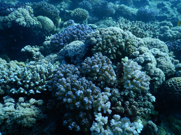 DiveJeddah Jan20 145.jpg