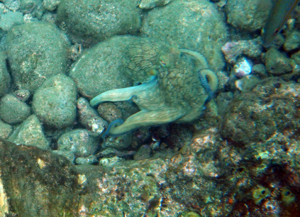 ChampageReef Nov19 14.jpg