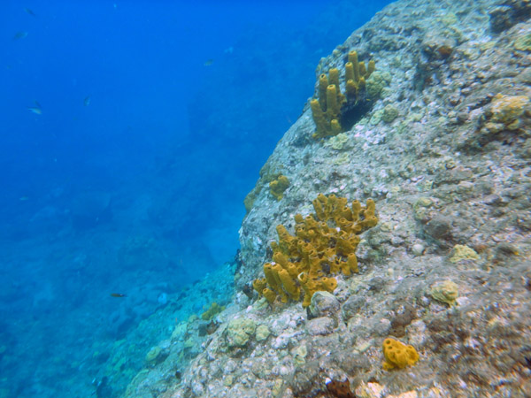 ChampageReef Nov19 17.jpg