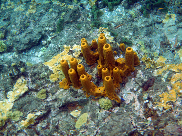 ChampageReef Nov19 20.jpg