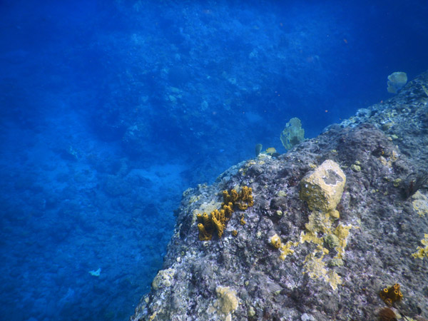 ChampageReef Nov19 26.jpg