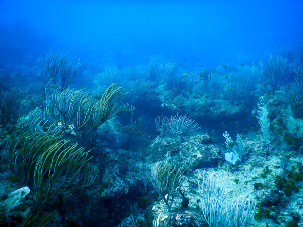 SXM Dive Nov19 016.jpg