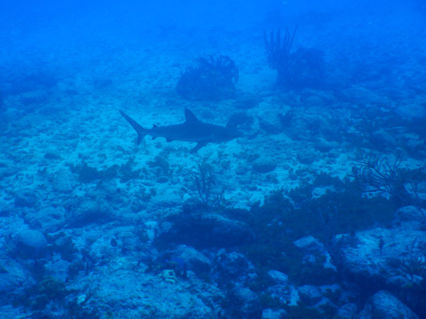 SXM Dive Nov19 045.jpg
