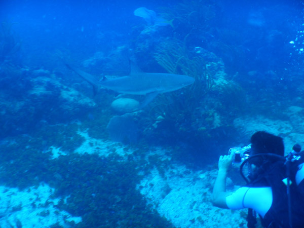 SXM Dive Nov19 048.jpg
