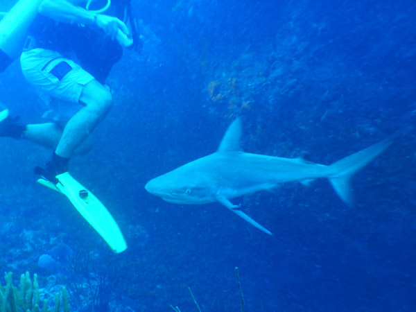 SXM Dive Nov19 052.jpg