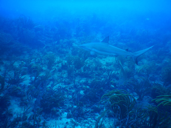 SXM Dive Nov19 063.jpg