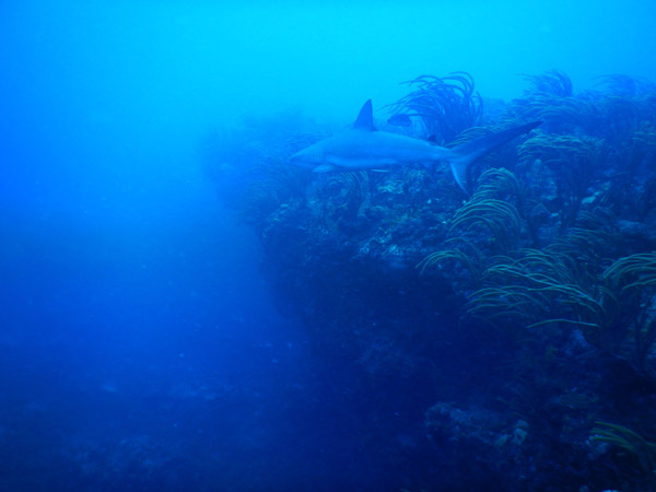 SXM Dive Nov19 067.jpg