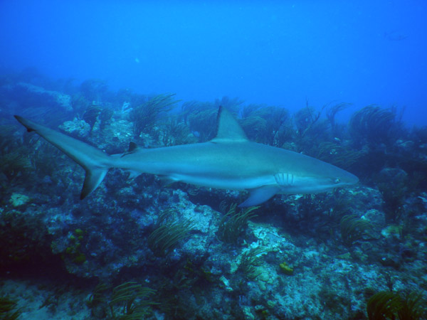SXM Dive Nov19 086.jpg