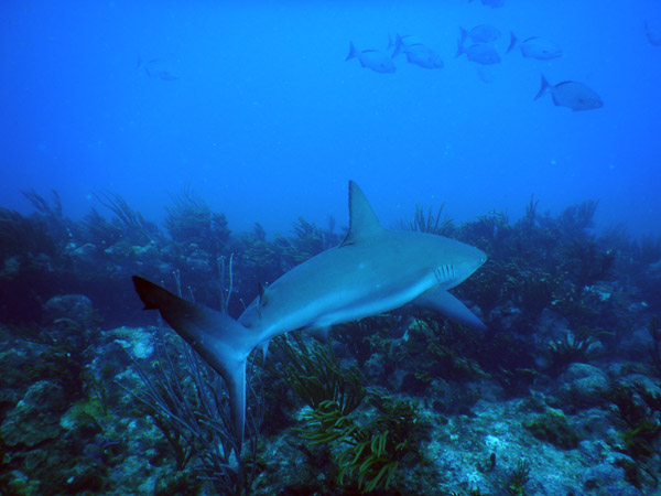 SXM Dive Nov19 087.jpg