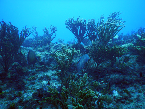 SXM Dive Nov19 092.jpg