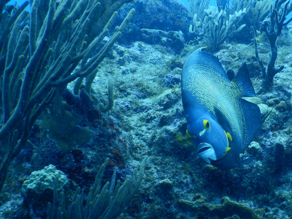 SXM Dive Nov19 093.jpg