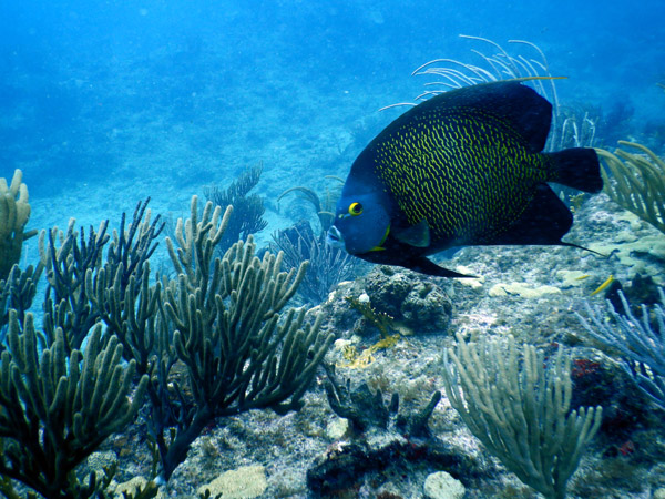 SXM Dive Nov19 096.jpg