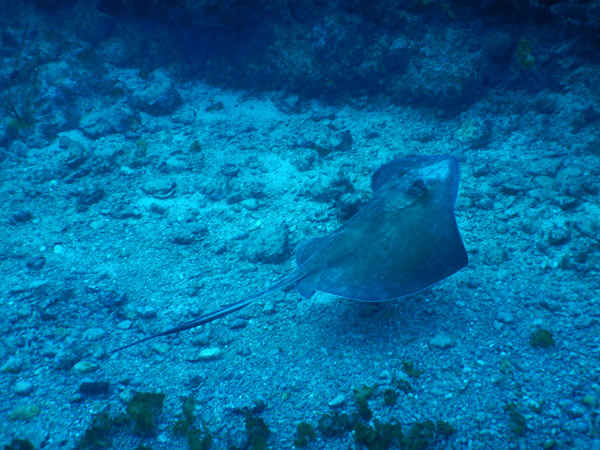 SXM Dive Nov19 101.jpg