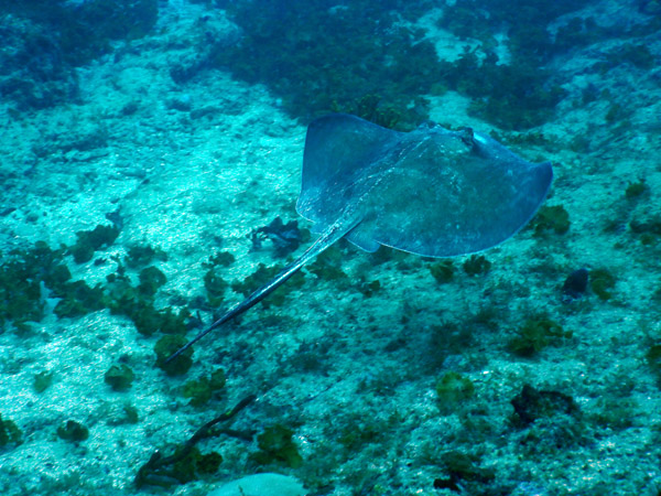 SXM Dive Nov19 106.jpg