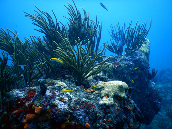 SXM Dive Nov19 112.jpg