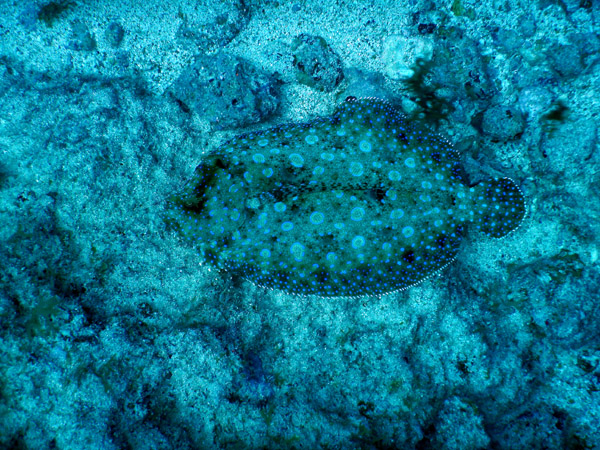 SXM Dive Nov19 126.jpg