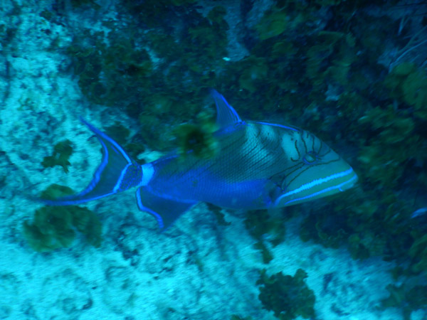 SXM Dive Nov19 133.jpg
