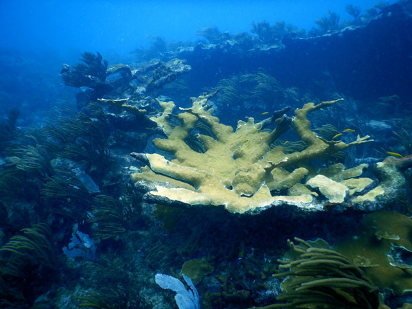 SXM Dive Nov19 140.jpg