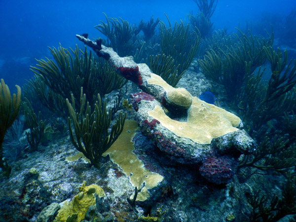 SXM Dive Nov19 146.jpg