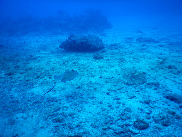 SXM Dive Nov19 210.jpg