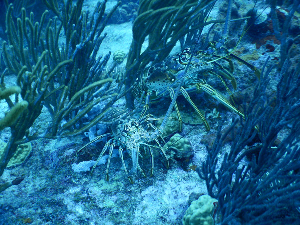SXM Dive Nov19 225.jpg