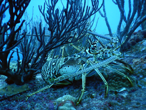 SXM Dive Nov19 231.jpg