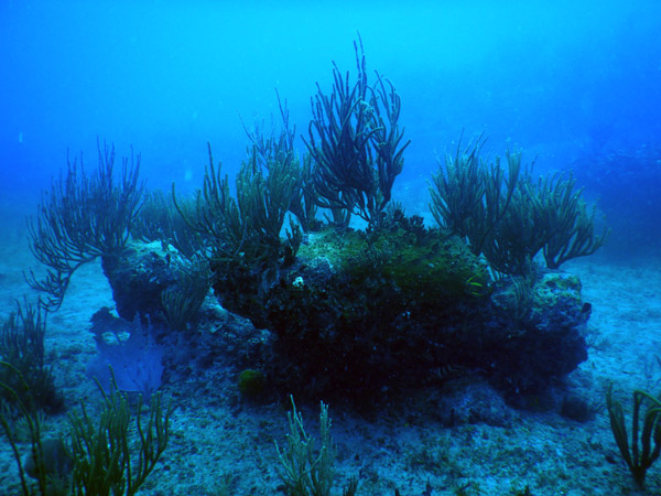 SXM Dive Nov19 240.jpg