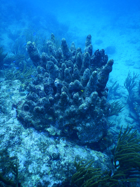 SXM Dive Nov19 257.jpg