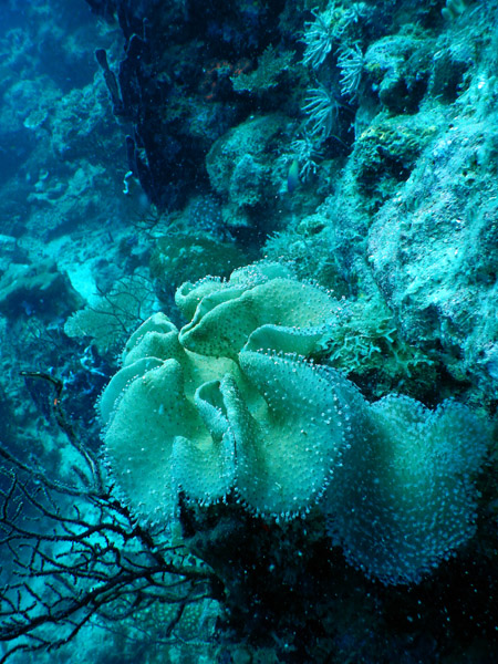 DivePNG Jun19 0151.jpg
