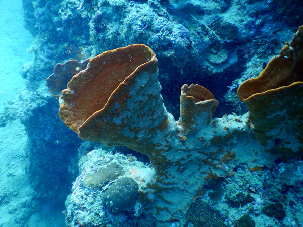 DivePNG Jun19 0163.jpg