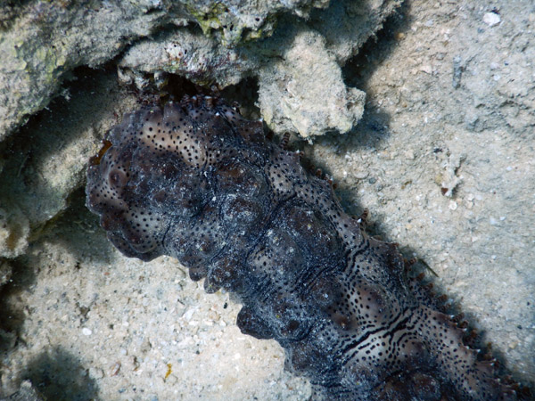 DivePNG Jun19 0204.jpg