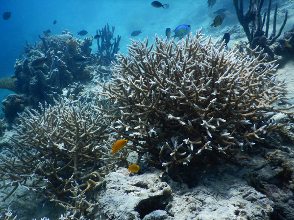 DivePNG Jun19 0205.jpg