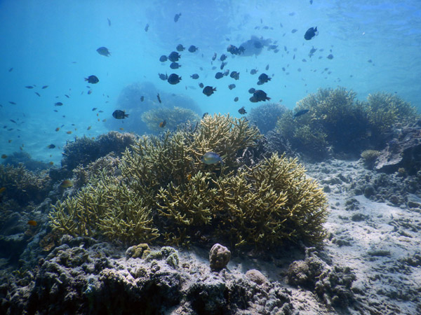 DivePNG Jun19 0210.jpg