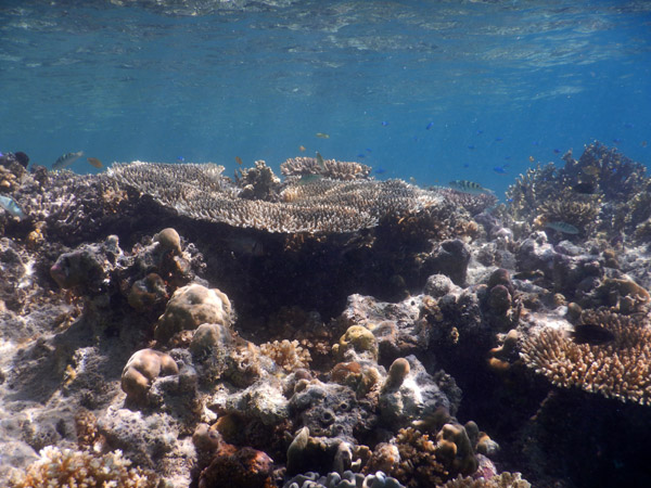 DivePNG Jun19 0242.jpg