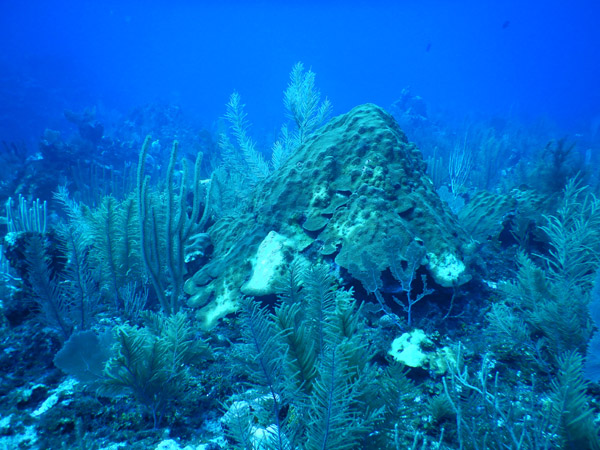 DiveBelize Nov19 0868.jpg