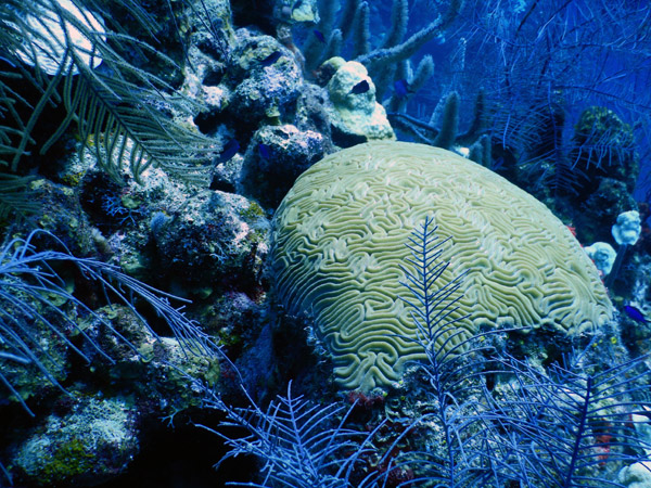 DiveBelize Nov19 1202.jpg