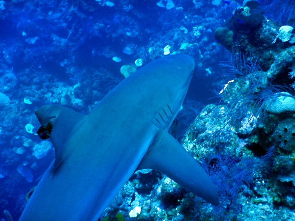 DiveBelize Nov19 1209.jpg