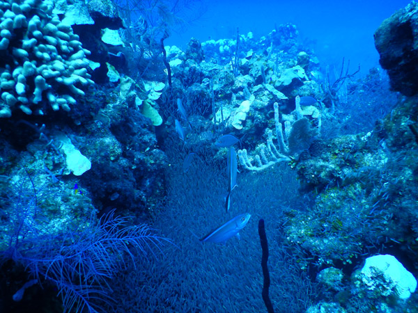 DiveBelize Nov19 1248.jpg