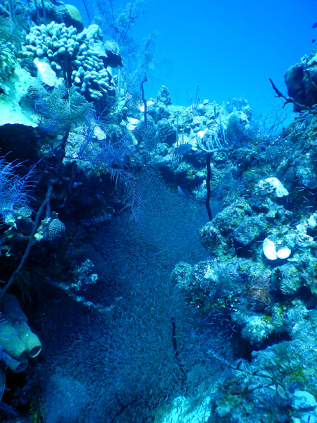 DiveBelize Nov19 1255.jpg