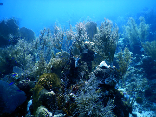 DiveBelize Nov19 1427.jpg