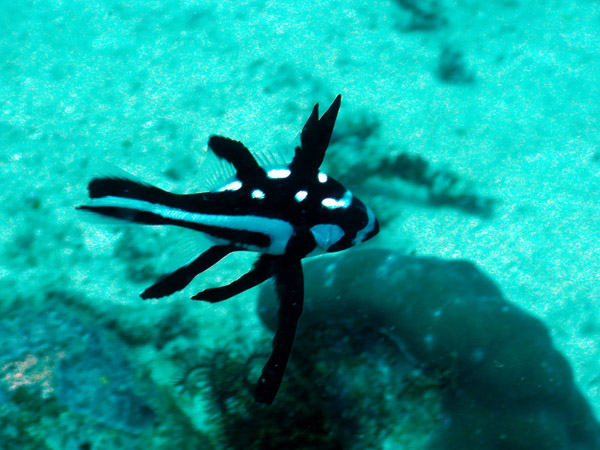 PuertoGalera Feb20 1481.jpg