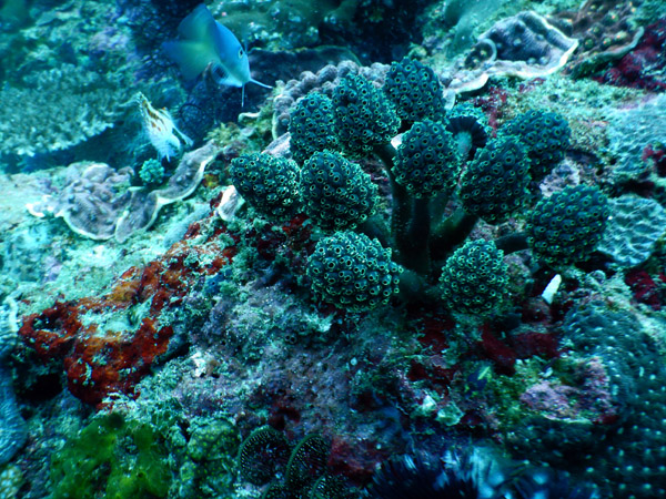 PuertoGalera Feb20 1488.jpg