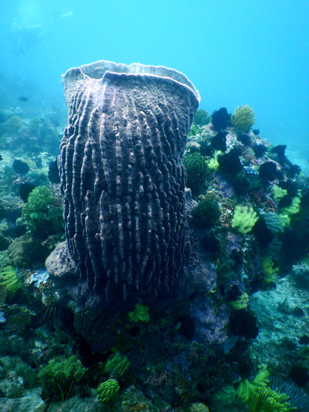 PuertoGalera Feb20 1558.jpg