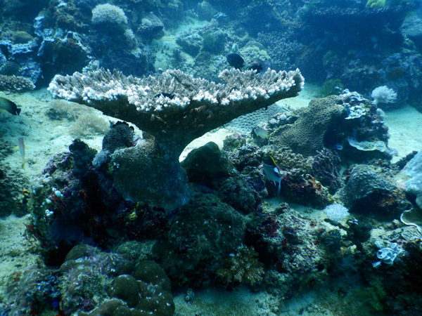 PuertoGalera Feb20 1565.jpg