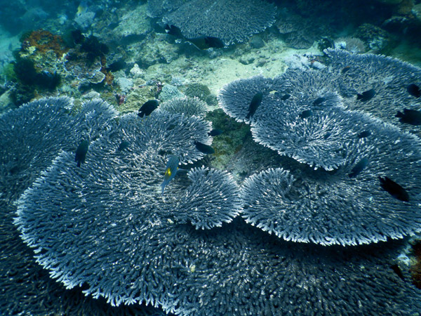 PuertoGalera Feb20 1567.jpg